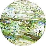 Lime Shell Transfer Foil - Gel Essentialz
